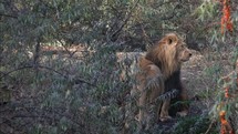 Affectionate Lion and Lioness in the Woods
