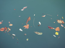 Autumn leaves floating on teal river water