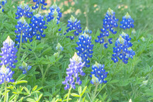 bluebonnets in bloom