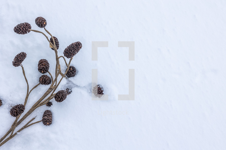 pine cones in the snow