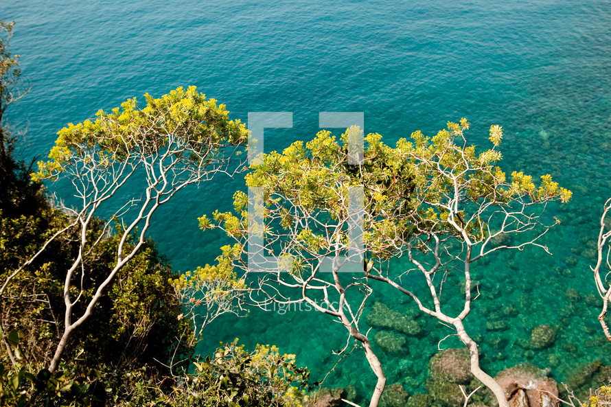 Trees reaching over a cliff with ocean below