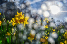 morning sunlight on yellow spring daffodils at sunrise 