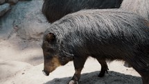 Collared Peccary Walking In The Wilderness On A Sunny Day. close up