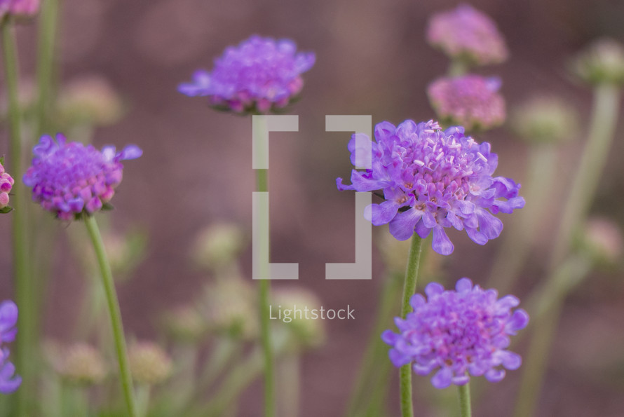 purple pincushion flower vintage effect