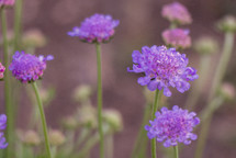 purple pincushion flower vintage effect