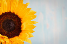 sunflower agains a blue wood background 