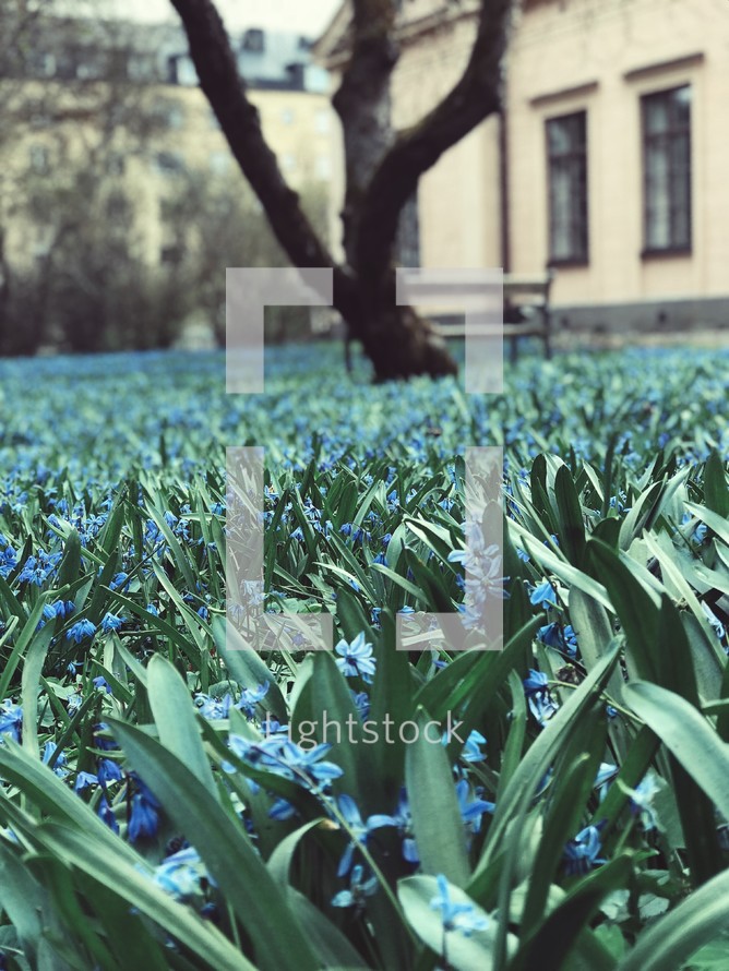 blue flowers in green grass 
