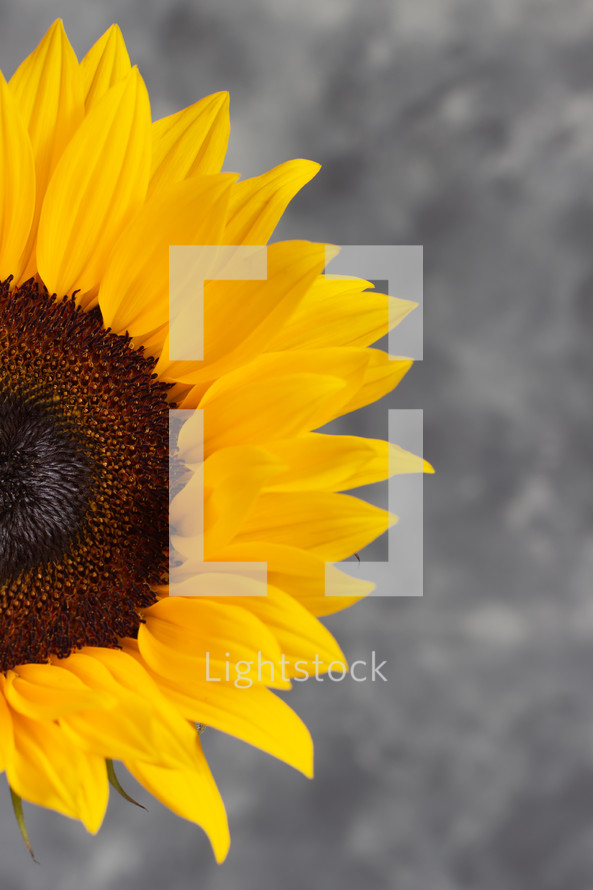 sunflower agains a gray background 