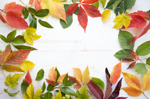 fall leaves on a white wood background 