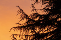 Evergreen Cedar Tree Silhouette on a Sunset
