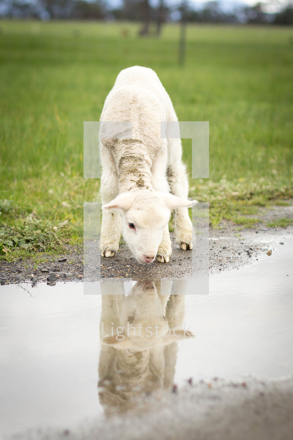 reflection of a lamb in a puddle 