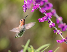 hummingbird with flowers 