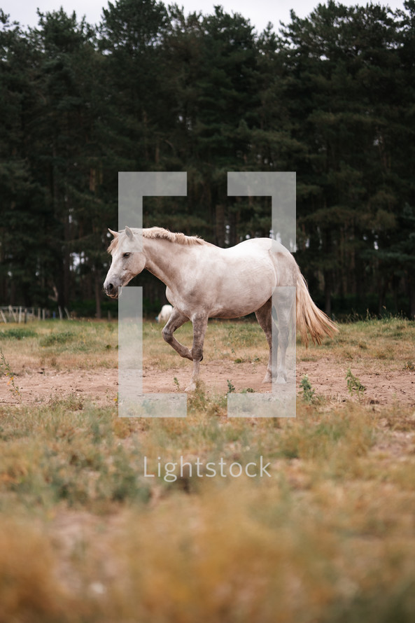 White horse standing in a field, equestrian woodland photo