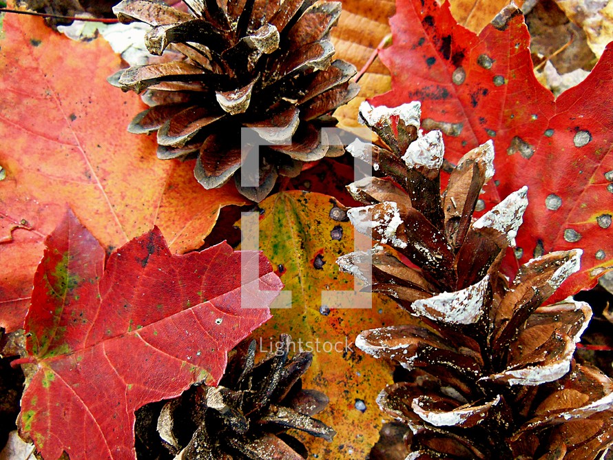pine cones and fall leaves 