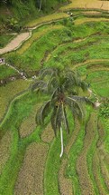 Tegalalang Rice Terraces in Gianyar Regency, Bali, Indonesia