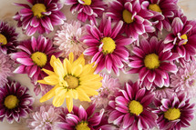 Background of pink daisy flowers with one yellow daisy