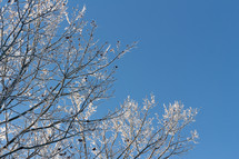 blue sky and frosty winter branches 