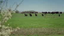 Herd of horses on a pasture in springtime.