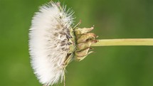 Closeup of Dandelion seed flower blooming in green background nature Time lapse Vertical
