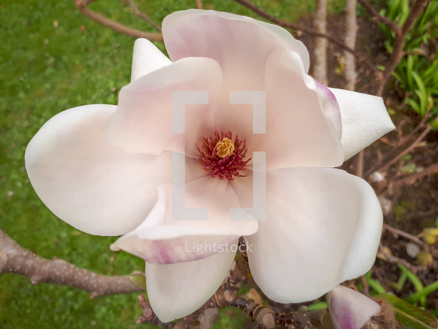 Large Magnolia Flower from Above in the Garden