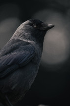 Jackdaw bird, black corvid crow portrait photo