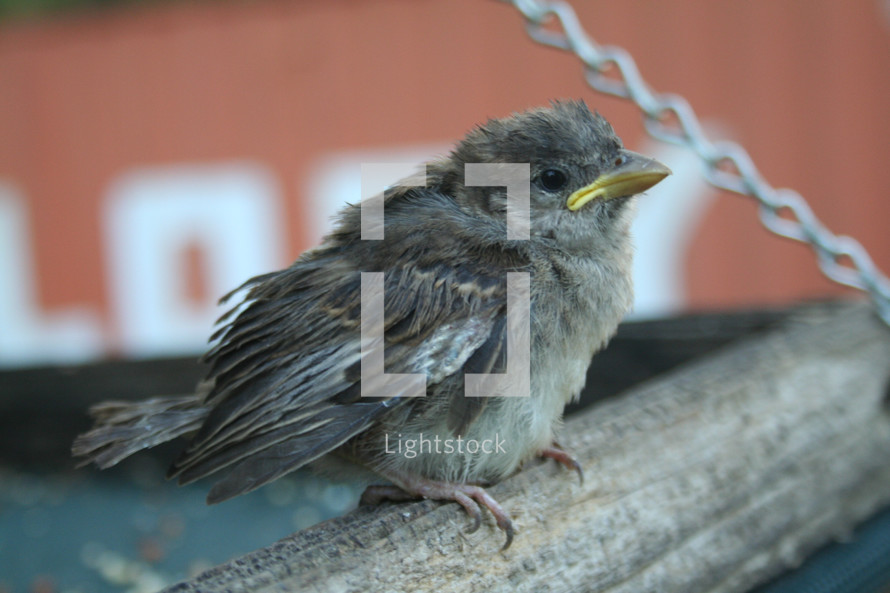 Baby bird sitting on a bird feeder.