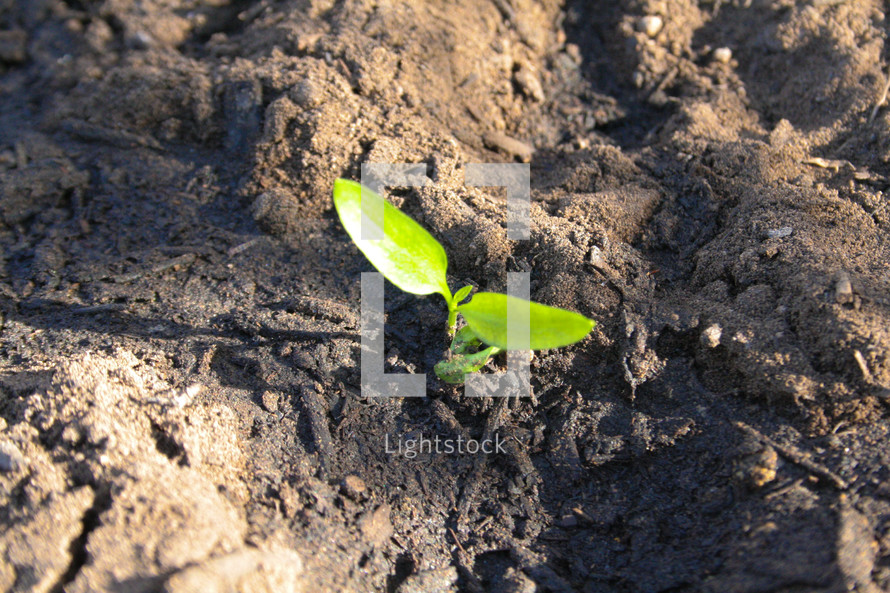 a plant sprouting from the earth 