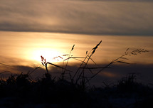 sunrise over winter grass 