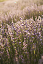 field of purple wildflowers
