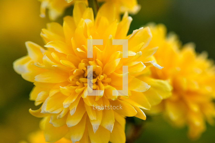 yellow springtime flowers 