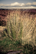 plants in the countryside Peak District 
