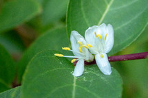 White Lonicera Honeysuckle Flower with Green Leaves