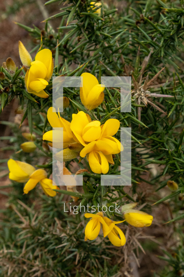 Big Yellow Gorse Flower with Green Prickly Leaves
