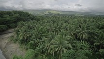 Drone Flying over Tropical Jungle