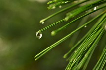 Rain drop on pine needle