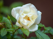 Large White Fluffy Rose with Green Leaves
