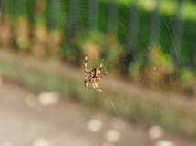 Cross spider (Araneus diadematus) aka European garden spider, diadem, orangie or crowned orb weaver. Focus on animal and web, with blurred background.