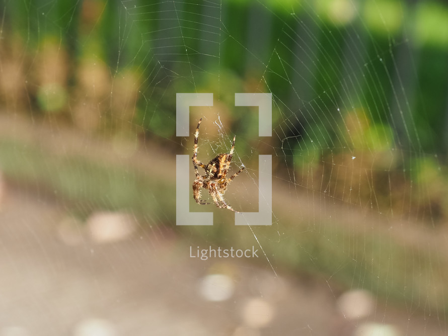 Cross spider (Araneus diadematus) aka European garden spider, diadem, orangie or crowned orb weaver. Focus on animal and web, with blurred background.
