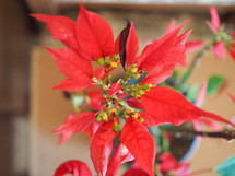 Red Christmas star Poinsettia Euphorbia pulcherrima flower