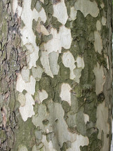 A tree bark useful as a background
