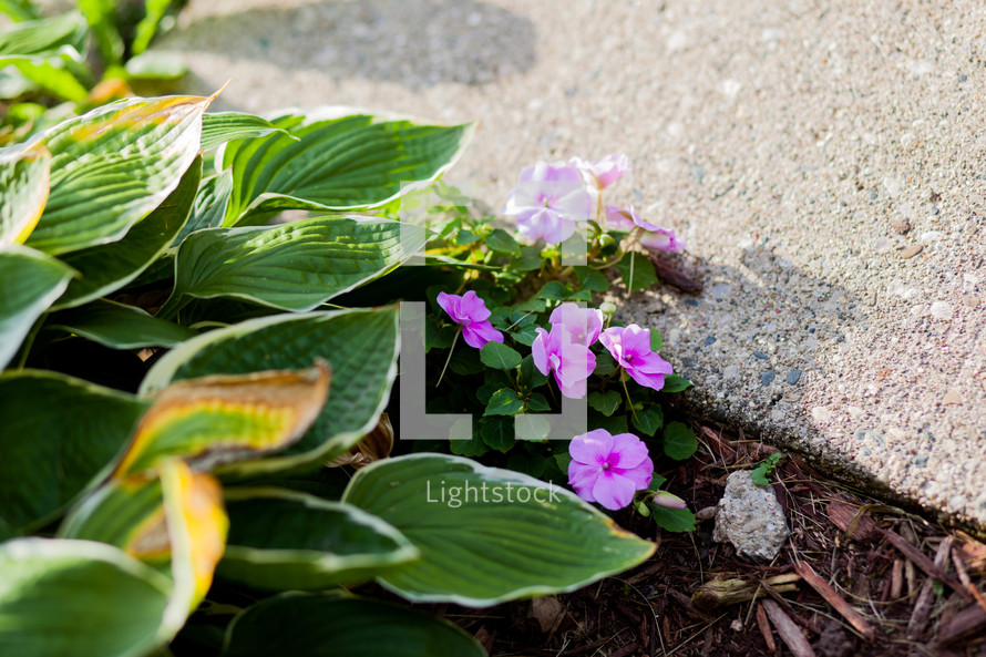 violet flowers against a sidewalk 