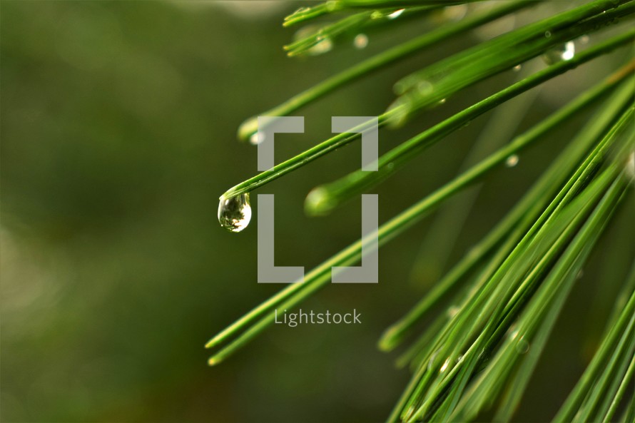 Rain drop on pine needle