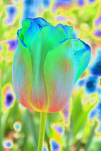 multicolored, altered tulip closeup