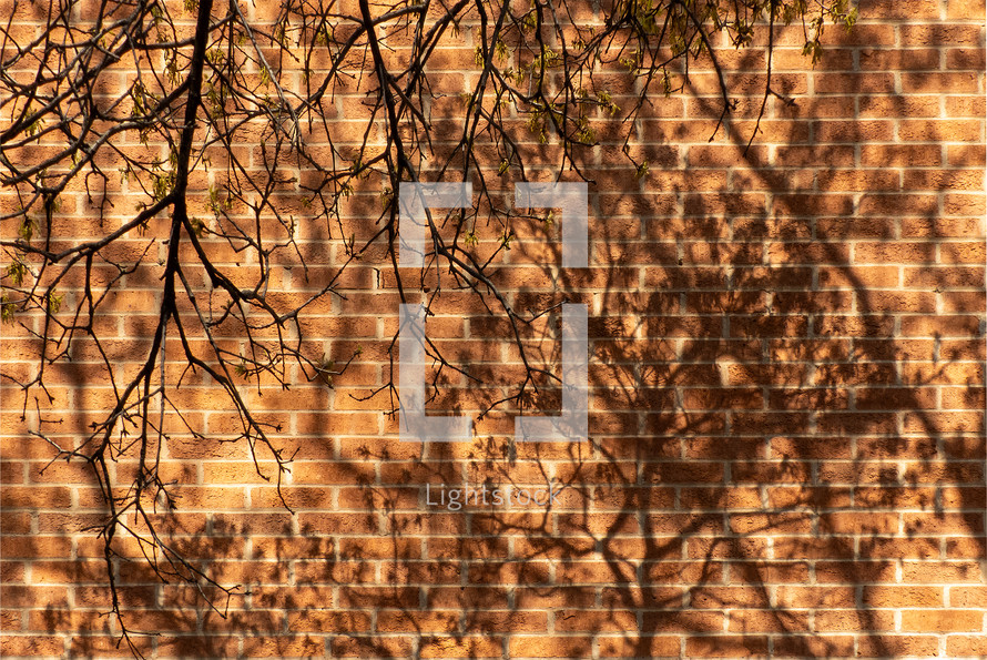 tree branches, brick wall, sunlight and shadows, some emerging spring growth