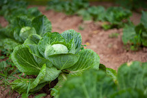 Rows of cabbage plants growing in garden