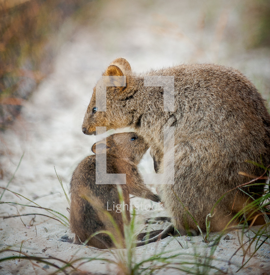 Mother and bay quokka in the sand.