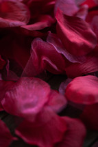 rose petals closeup 