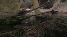 False gharial with open jaws