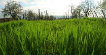 Rural Landscape With Green Lush Grass At Daytime - slow motion