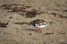 Ruddy Turnstone Bird on the Beach